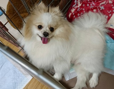 f:id:dog_life_saving:20170525140050j:image