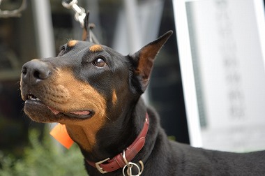 f:id:dog_life_saving:20170531113258j:image f:id:dog_life_saving:20170531113258j:image