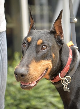 f:id:dog_life_saving:20170531113259j:image f:id:dog_life_saving:20170531113259j:image