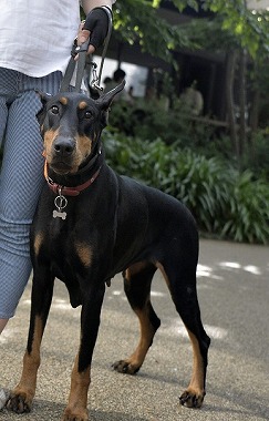 f:id:dog_life_saving:20170531113301j:image f:id:dog_life_saving:20170531113301j:image