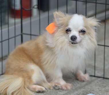 f:id:dog_life_saving:20170531113430j:image