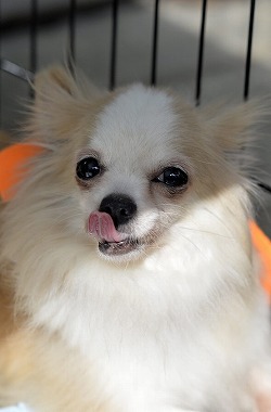 f:id:dog_life_saving:20170531113431j:image