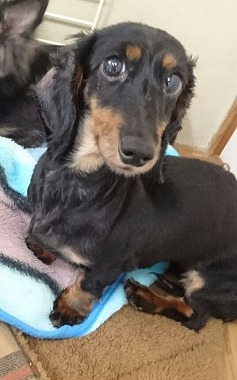 f:id:dog_life_saving:20170713153921j:image