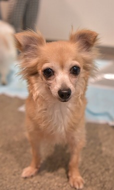No.170625B-CWXF（チワックス 4〜5歳 3.15kg ♀) - DogLifeSaving- 犬