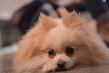 f:id:dog_life_saving:20170714145132j:image