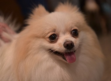 f:id:dog_life_saving:20170714145140j:image