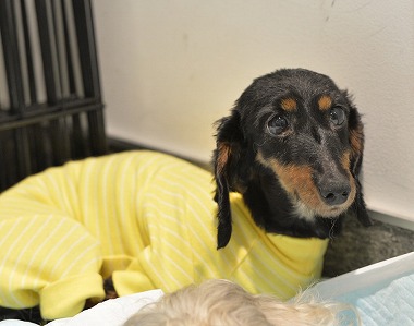 f:id:dog_life_saving:20170714145723j:image