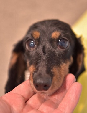 f:id:dog_life_saving:20170714145726j:image