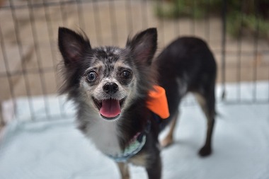 f:id:dog_life_saving:20170912143814j:image f:id:dog_life_saving:20170912143814j:image