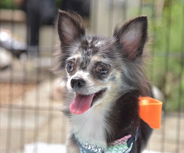 No.170625B-CWXF（チワックス 5〜6歳 2.5kg ♀) - DogLifeSaving- 犬の紹介