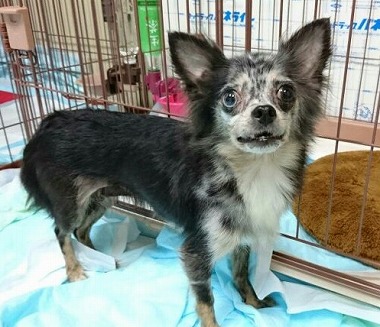 f:id:dog_life_saving:20170912143818j:image f:id:dog_life_saving:20170912143818j:image