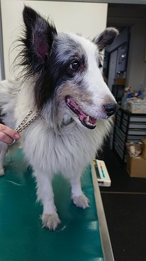 f:id:dog_life_saving:20170912143824j:image