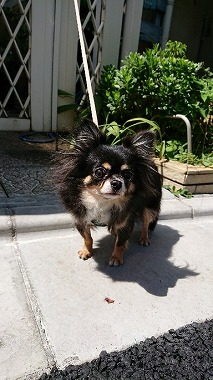 f:id:dog_life_saving:20170912143844j:image