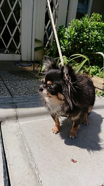 f:id:dog_life_saving:20170912143845j:image