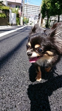 f:id:dog_life_saving:20170912143847j:image