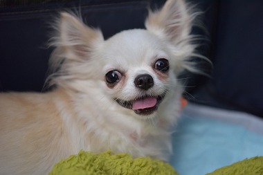 f:id:dog_life_saving:20171014152938j:image