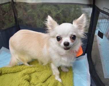 f:id:dog_life_saving:20171014152941j:image