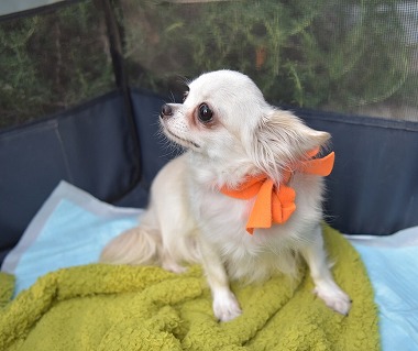 f:id:dog_life_saving:20171014152944j:image