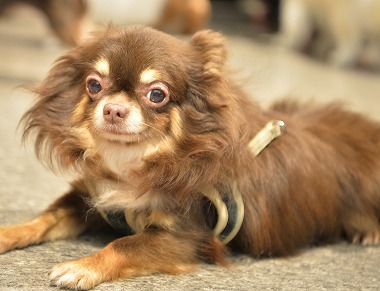 f:id:dog_life_saving:20171106141654j:image