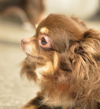 f:id:dog_life_saving:20171106141655j:image