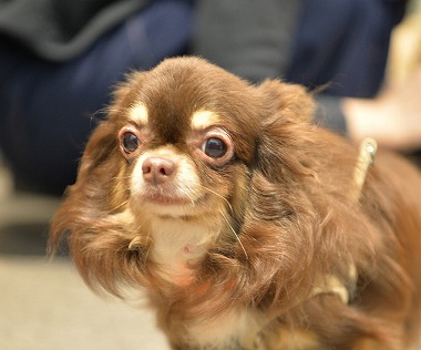 f:id:dog_life_saving:20171106141656j:image