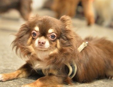 f:id:dog_life_saving:20171106141701j:image