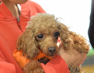 f:id:dog_life_saving:20171106142952j:image