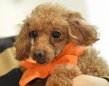 f:id:dog_life_saving:20171106142954j:image