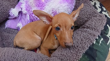 f:id:dog_life_saving:20171113134630j:image f:id:dog_life_saving:20171113134630j:image