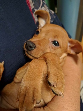 f:id:dog_life_saving:20171113134631j:image f:id:dog_life_saving:20171113134631j:image