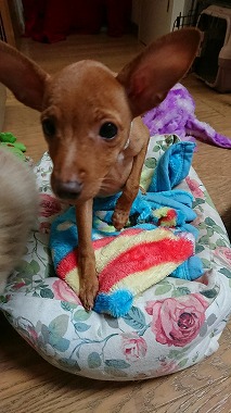 f:id:dog_life_saving:20171113134632j:image f:id:dog_life_saving:20171113134632j:image