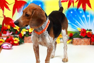 f:id:dog_life_saving:20171120150856j:image