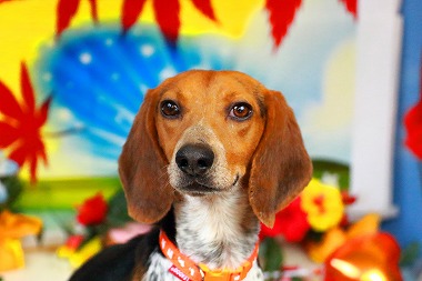 f:id:dog_life_saving:20171120150900j:image