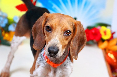 f:id:dog_life_saving:20171120150904j:image