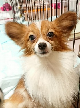 f:id:dog_life_saving:20180104160709j:image