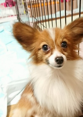 f:id:dog_life_saving:20180104160710j:image