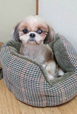 f:id:dog_life_saving:20180109150203j:image f:id:dog_life_saving:20180109150203j:image