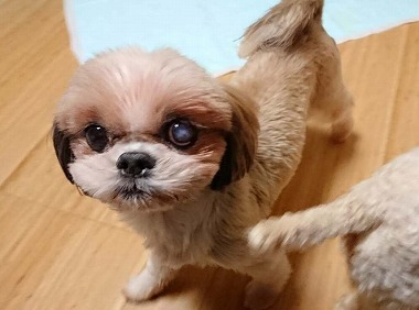 f:id:dog_life_saving:20180109150208j:image f:id:dog_life_saving:20180109150208j:image