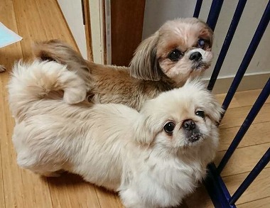 f:id:dog_life_saving:20180109150214j:image f:id:dog_life_saving:20180109150214j:image