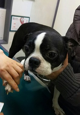f:id:dog_life_saving:20180115132315j:image