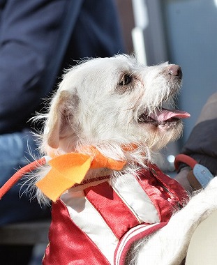 f:id:dog_life_saving:20180205131147j:image