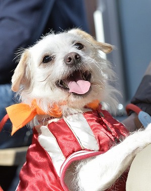 f:id:dog_life_saving:20180205131149j:image