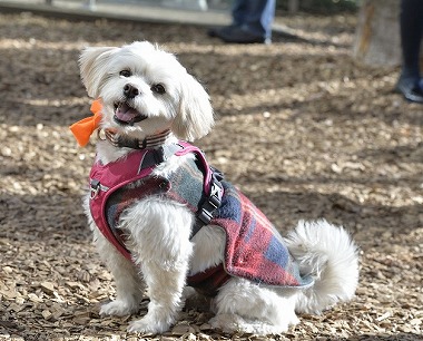 f:id:dog_life_saving:20180205131221j:image