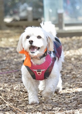 f:id:dog_life_saving:20180205131222j:image