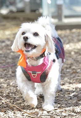 f:id:dog_life_saving:20180205131223j:image