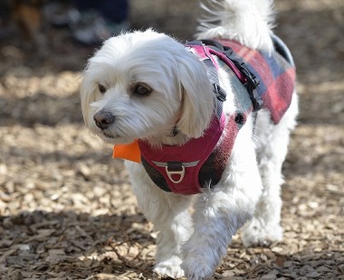 f:id:dog_life_saving:20180205131224j:image
