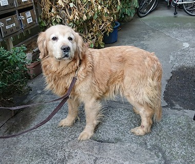 f:id:dog_life_saving:20180226130523j:image