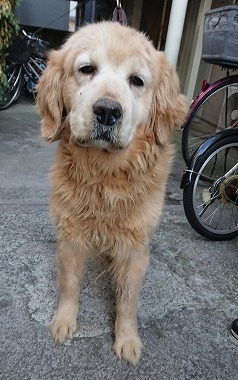 f:id:dog_life_saving:20180226130526j:image