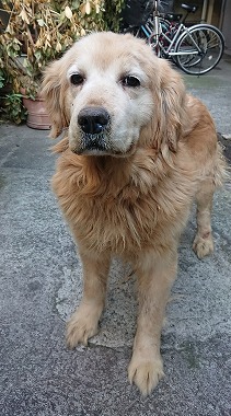 f:id:dog_life_saving:20180226130528j:image