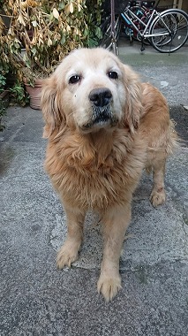f:id:dog_life_saving:20180226130534j:image